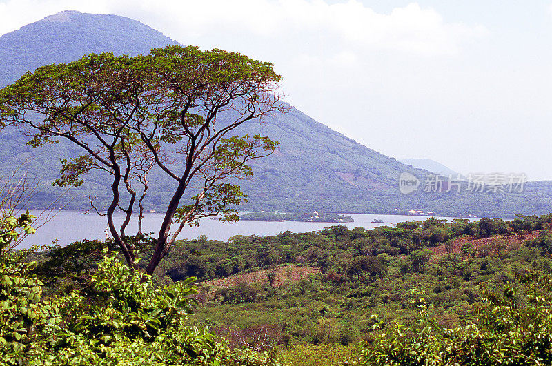 金合欢树上升的灌木与Isla del Tigre火山和阿马巴拉太平洋港口在背景Fenseca海湾洪都拉斯中部